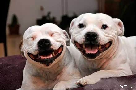 虎7虎妻好车不贵16661