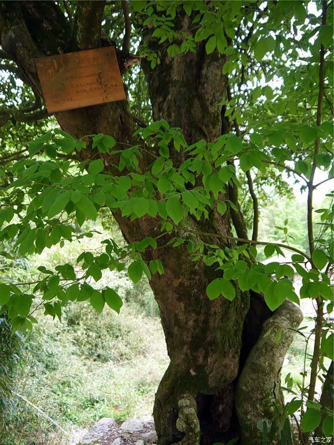 温州四海山森林公园