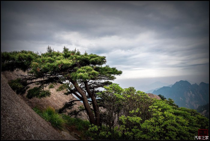 黄山松树