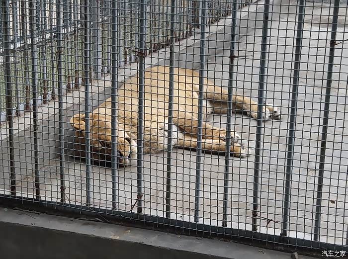 悠哉游玩邢台动物园看狗熊跳舞