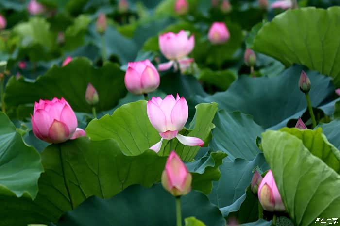 正是荷花盛开的季节【支持精彩连载论坛】