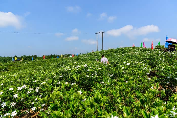 【母亲节特辑】芳溪栀子花开 众妈妈花海寻爱