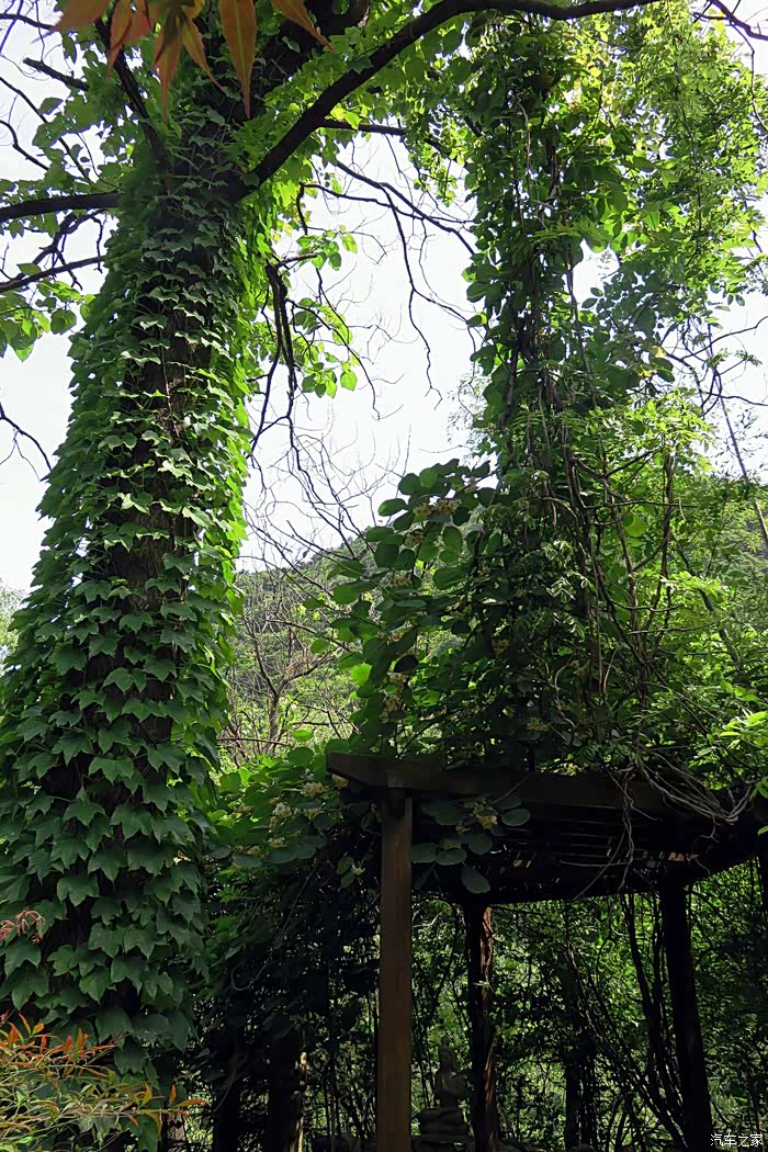 母亲节特辑儿子带老妈乐游秦岭大峪莲花山庄