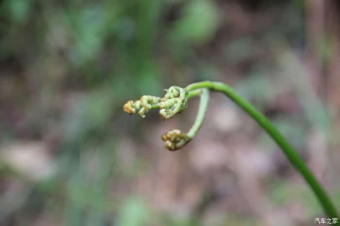 清明节回家挂青-探寻春天的花红树绿