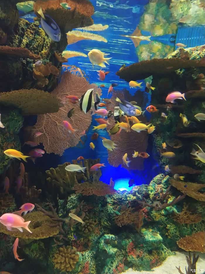 【昆山cs75官方车友会】畅游海洋神秘世界-上海海洋水族馆一日游