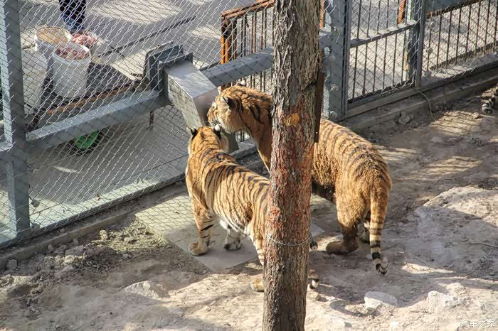 中国虎乡牡丹江横道河子东北虎园