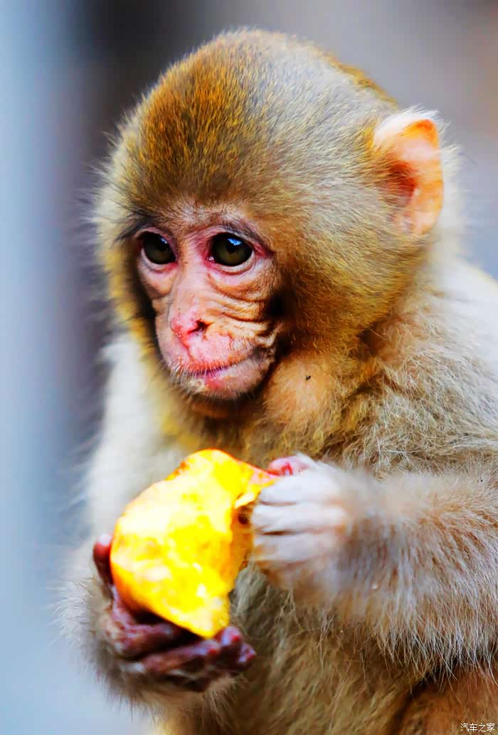 大家好和大家分享一下济源五龙口猴山游记小猴子很可爱哦