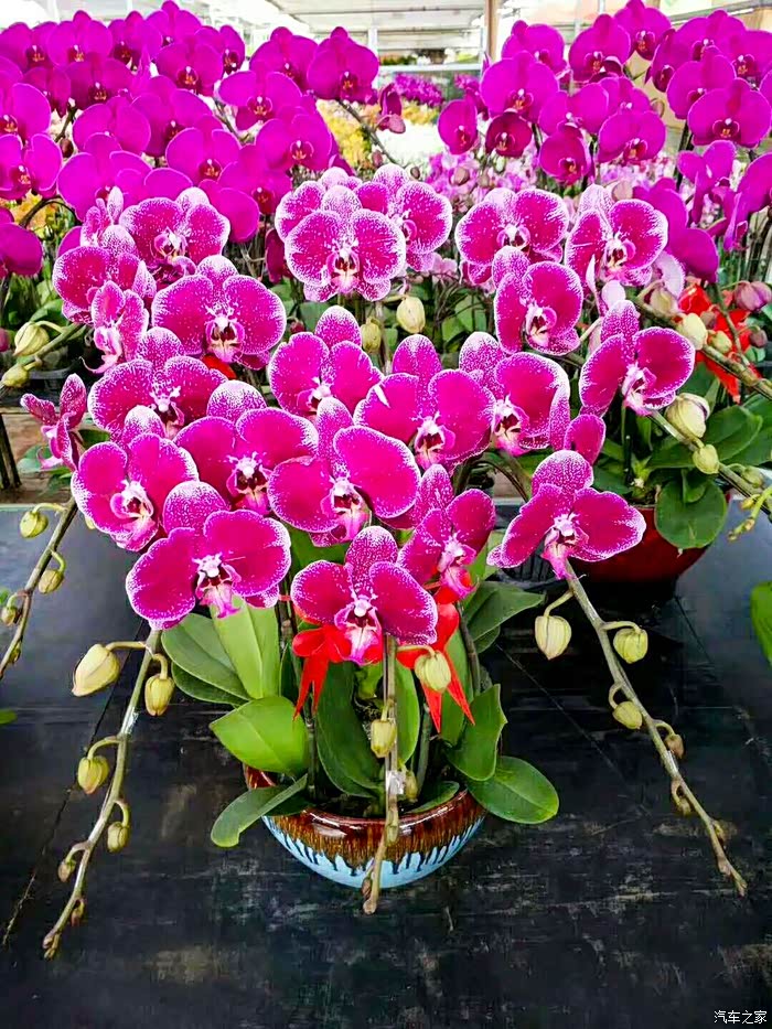 鲜花绽放好运无限