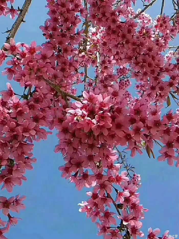 一团团粉红的樱花将道路点缀得无比烂漫!