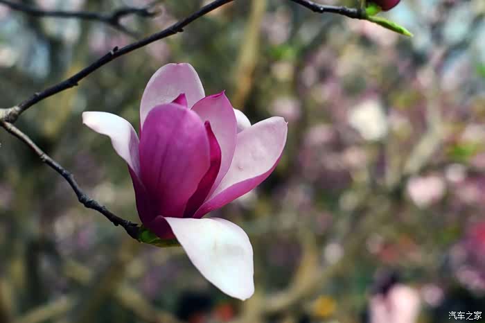 玉兰的香气淡雅,花瓣随风飘摇,当你站立在旁,看调皮