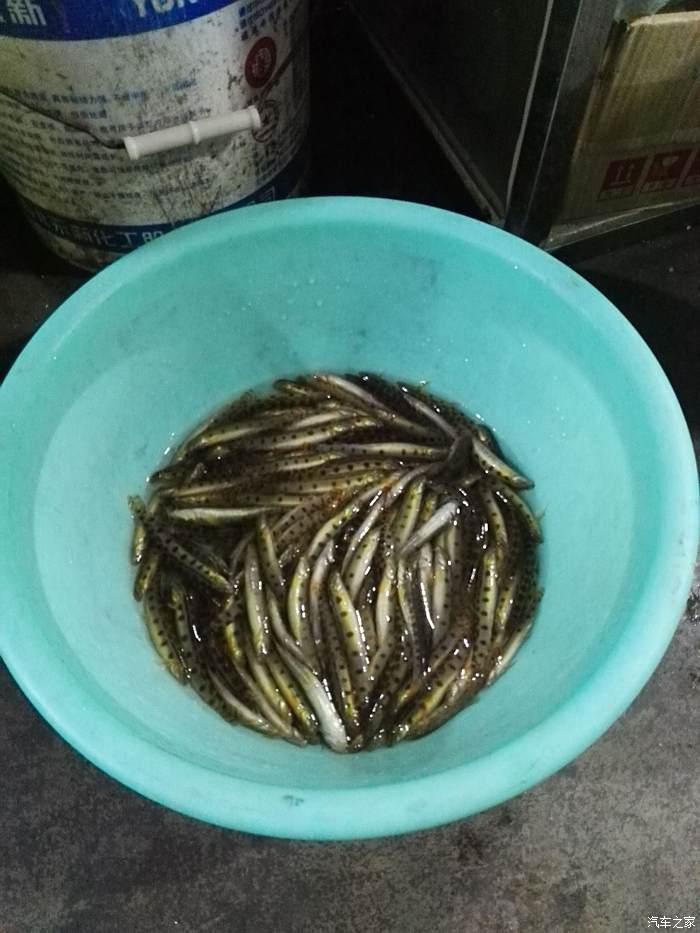 河裡抓的小魚