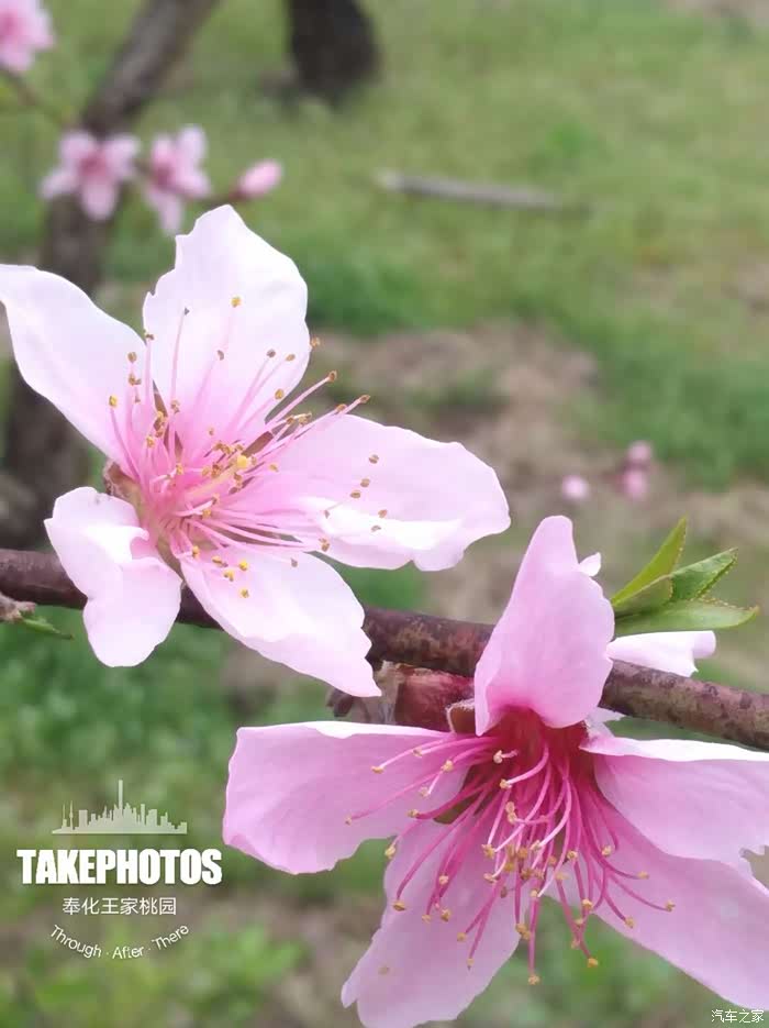 奉化水蜜桃花特写