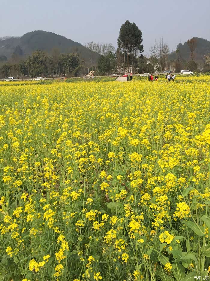 油菜花美了崇州重庆路