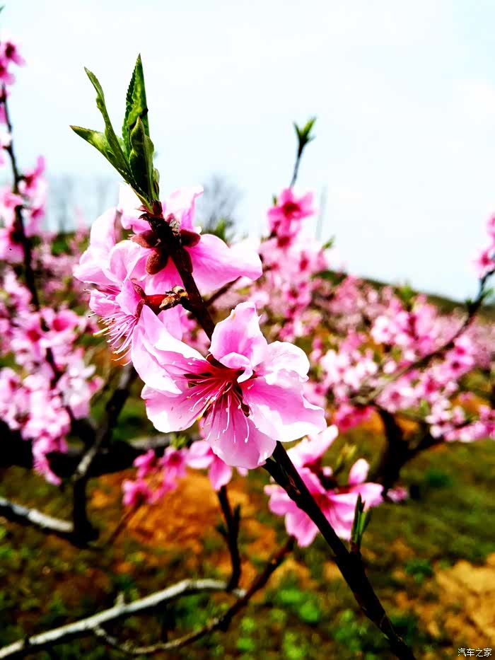 桃花夭夭灼灼其华孝感杨店十里桃林赏桃花