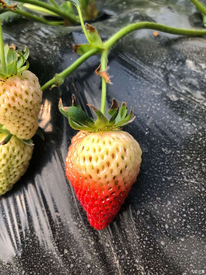还未成熟草莓