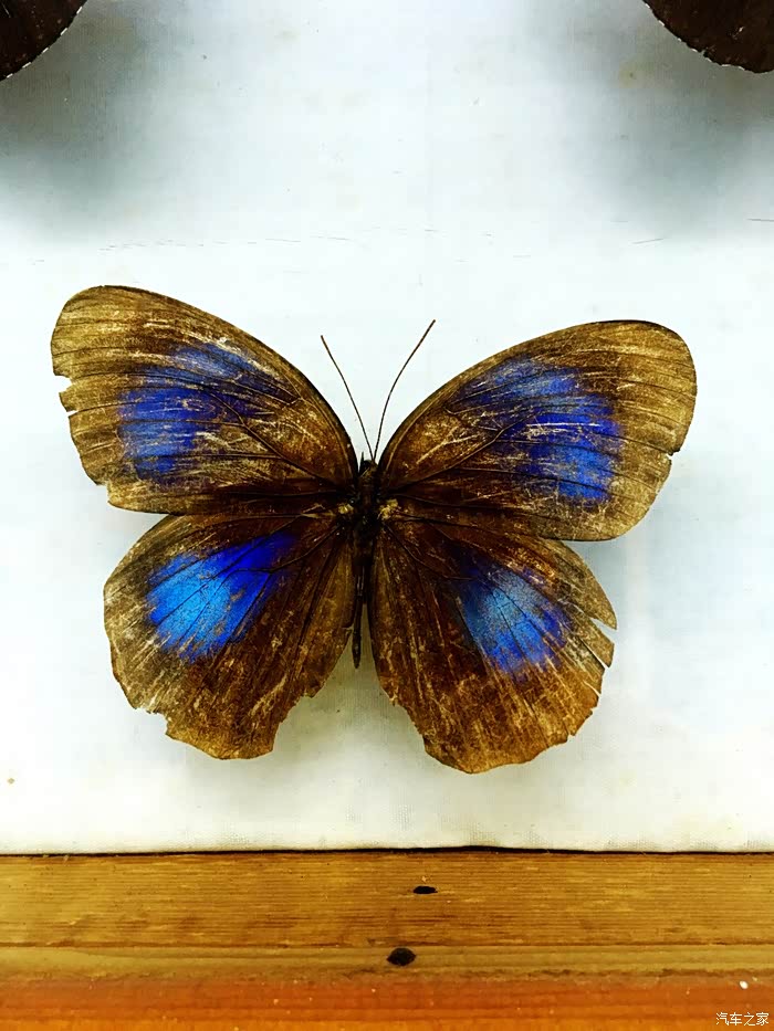 长着彩色翅膀的精灵蝴蝶标本欣赏