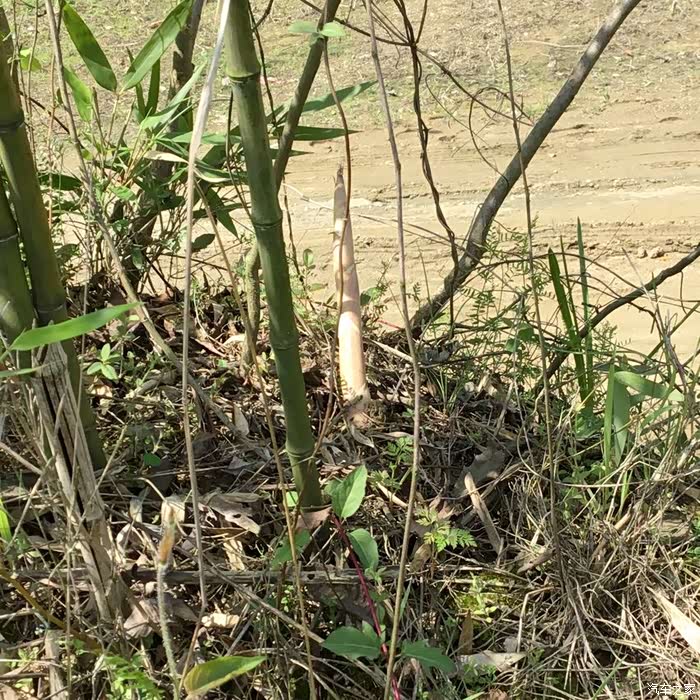 此品种叫,象牙笋.现在这时期的极品.白嫩爽口,做油焖笋极佳上品.