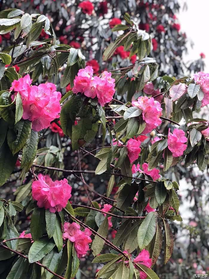 毕节印象神秘的百里杜鹃彝族祭花神