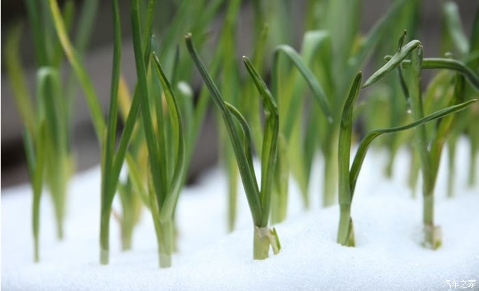 雪地里生长的小葱苗!