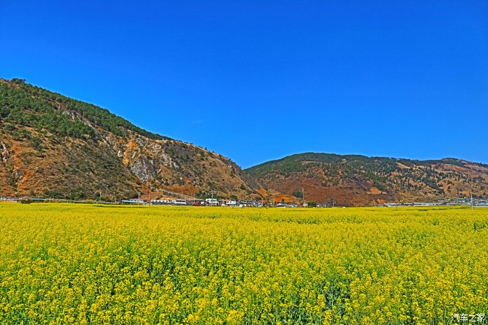 米易普威镇油菜花图片