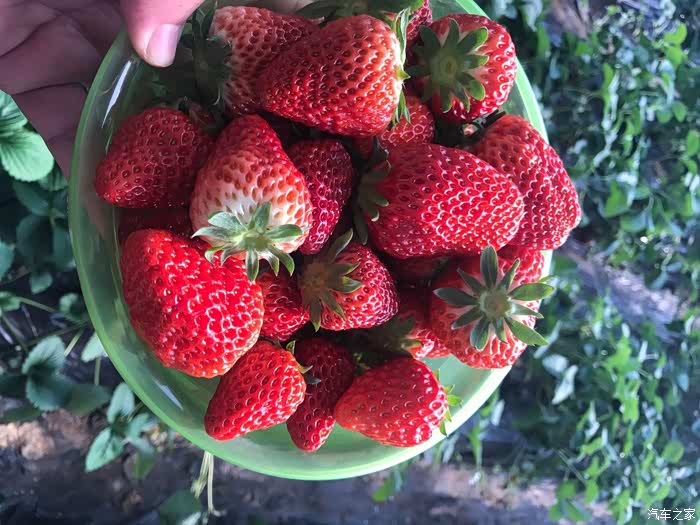 《北京劲悦团车友会》周末草莓采摘