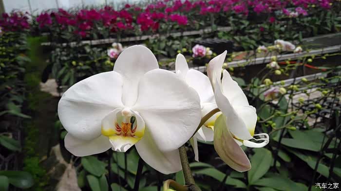 游华蓥君兰天下生态文化园