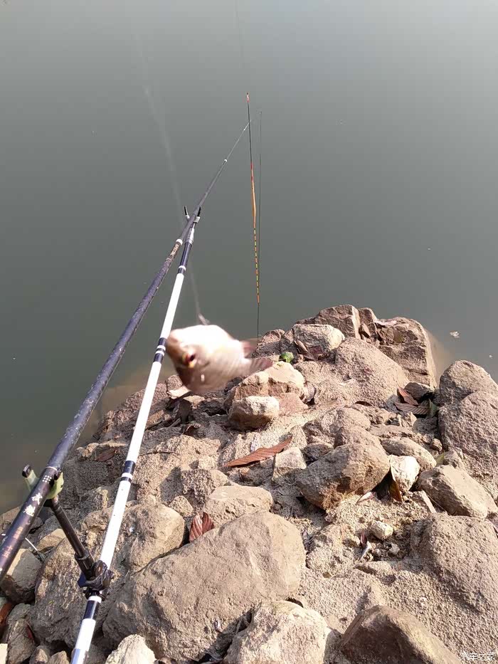 【图】再钓黄龙带,终获水库鱼_钓鱼论坛_汽车之家论坛