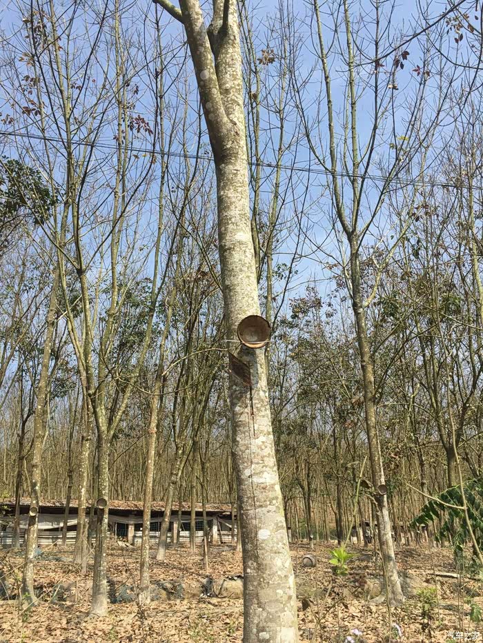 2018春节前西双版纳自驾攻略