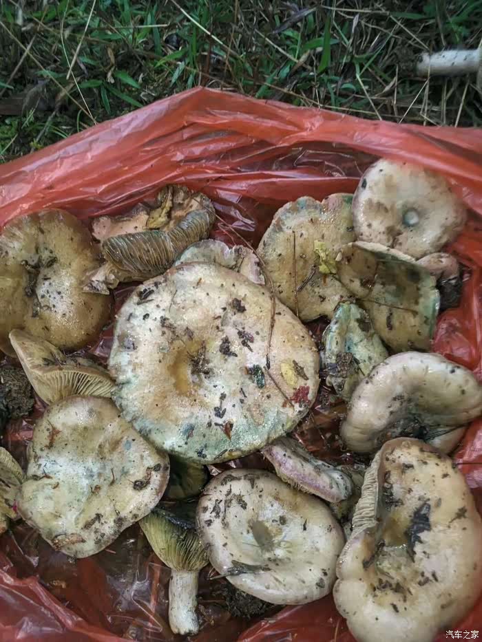 【图】【wey小长假】赏樱花,寻山间美味,同学聚会