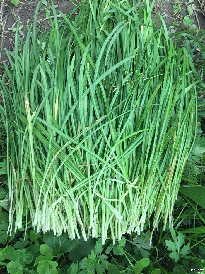 嫩绿绿韭菜,想到炒鸡蛋,肯定道美食