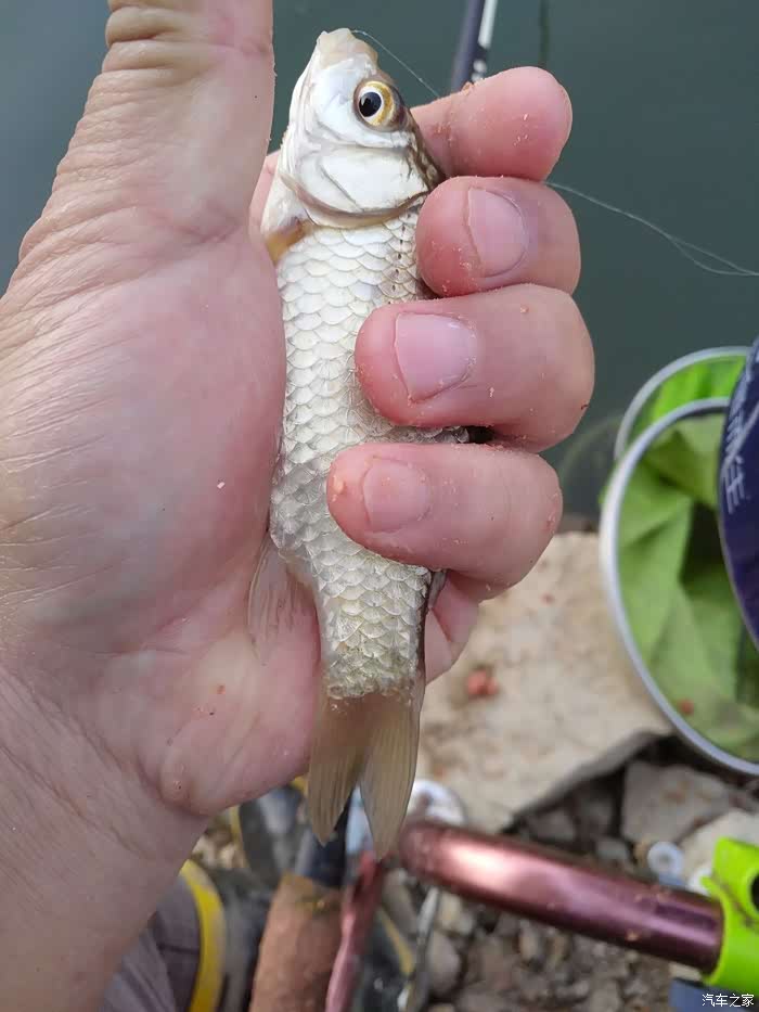 【图】再钓黄龙带,终获水库鱼_钓鱼论坛_汽车之家论坛