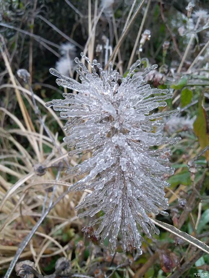 透明的冰晶把狗尾巴草无限放大,变成松鼠的尾巴了