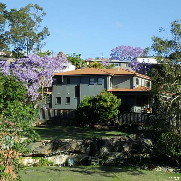 美丽的蓝花楹树