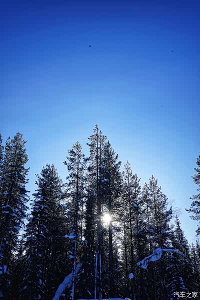 寒带针叶林整个北欧都这种树