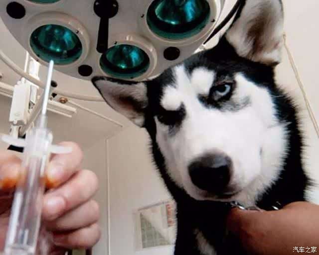 去医院打针,这家伙看到针似乎就有点慌了,结果医生刚准备给二哈打针