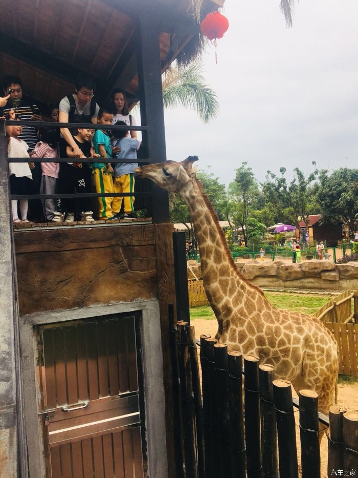 长颈鹿真的很高啊,这种规模的动物园来说有这么多品种的动物,算是很