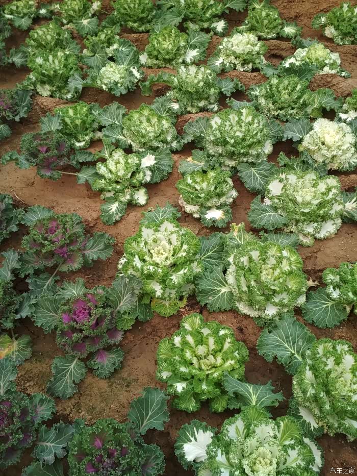种的很多花菜,叫不上名字