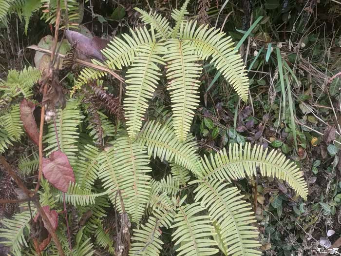 这是什么?山蕨?   不知道   到处都是!下雨!本来要爬山的!雨天不安全!