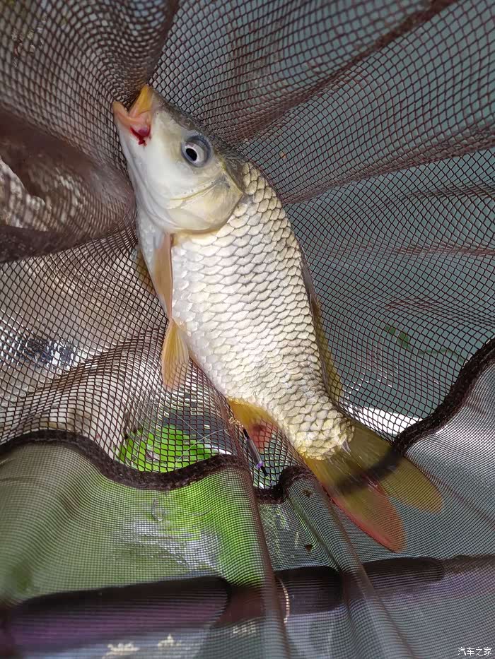 【图】再钓黄龙带,终获水库鱼_钓鱼论坛_汽车之家论坛