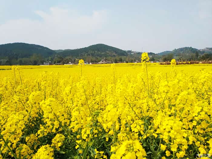 开着小卡带着媳妇前往崇州——"中国最美乡村公路"赏油菜花