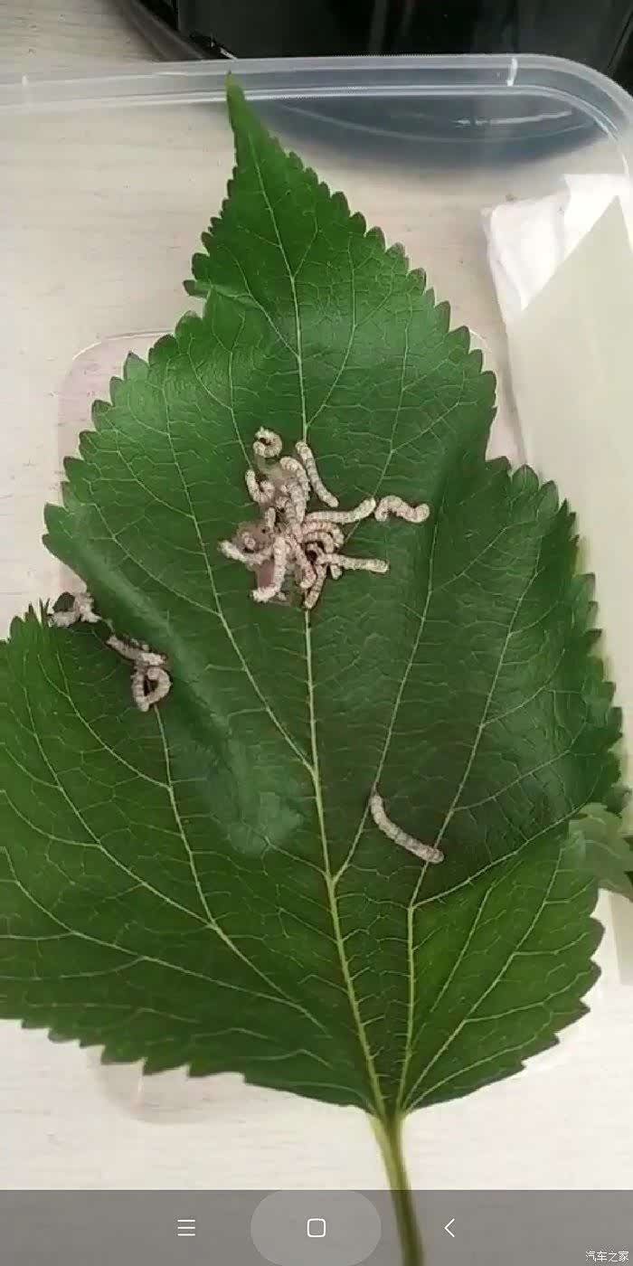 说到桑树,怎么能忘了我们80后时候回忆,相信很多人儿时都养过蚕!