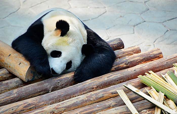 瀋陽動物園 -- 可愛的大熊貓