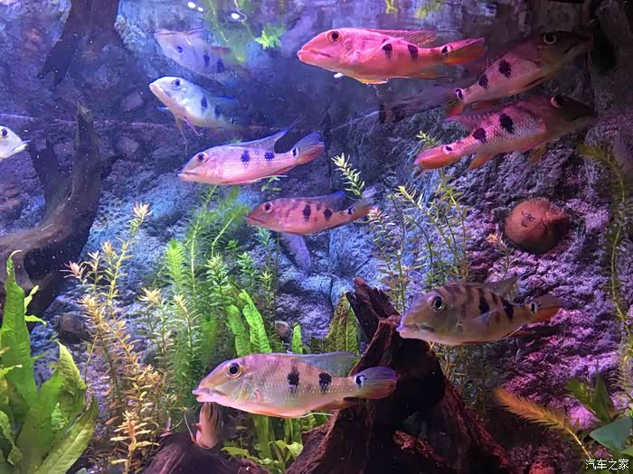 【昆山cs75官方车友会】畅游海洋神秘世界-上海海洋水族馆一日游