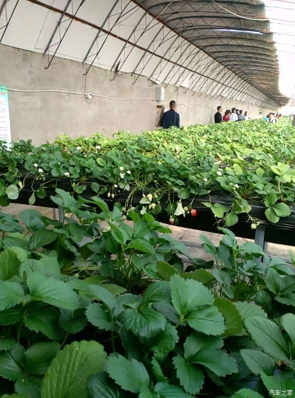 比亚迪新能源车主北京绿兴农场快乐的一天