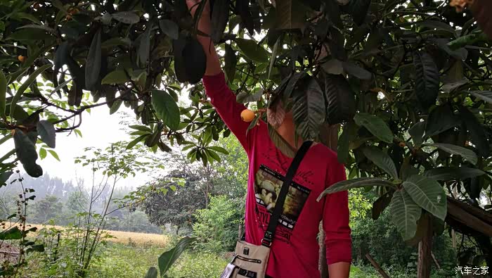 四川cs35车友会丰收一家人的乡下摘果儿