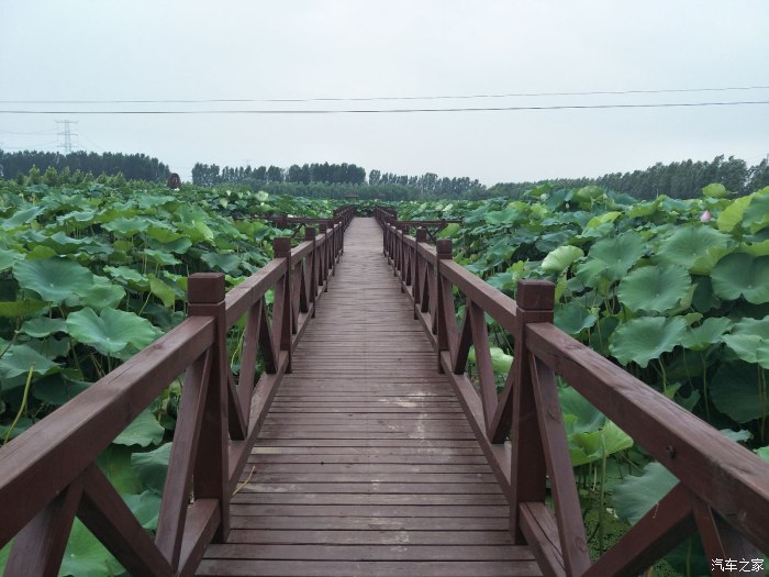 炎炎盛夏,去香河刘宋"万亩荷塘"一游.