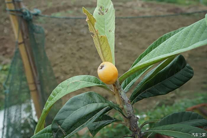 独立枝头的小枇杷,看上去还有点青涩