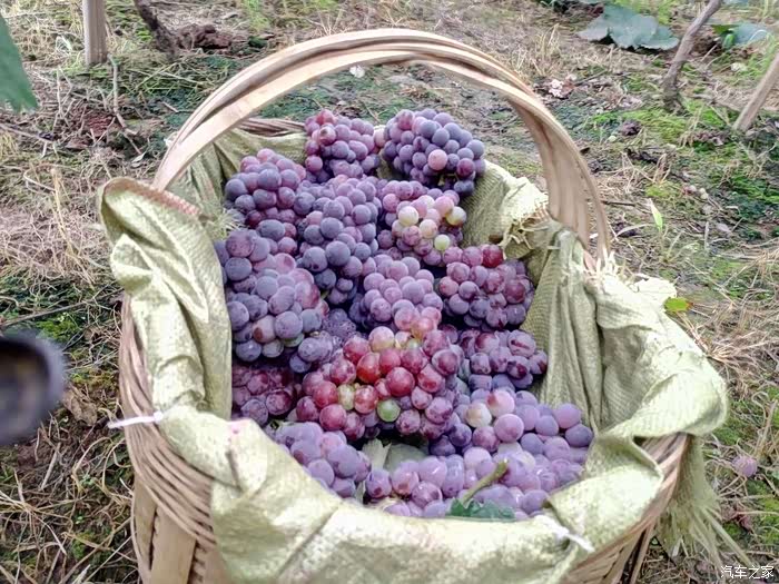 重庆论坛线下活动璧山摘葡萄