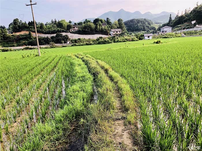 深圳cs75车友会097杜杜夏日的田野