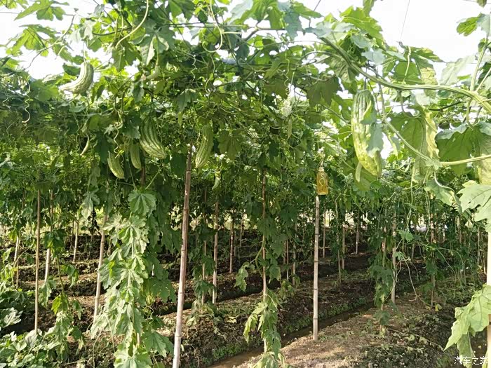 广西帝豪gs车友会gs与球友相思河泮摘香瓜活动